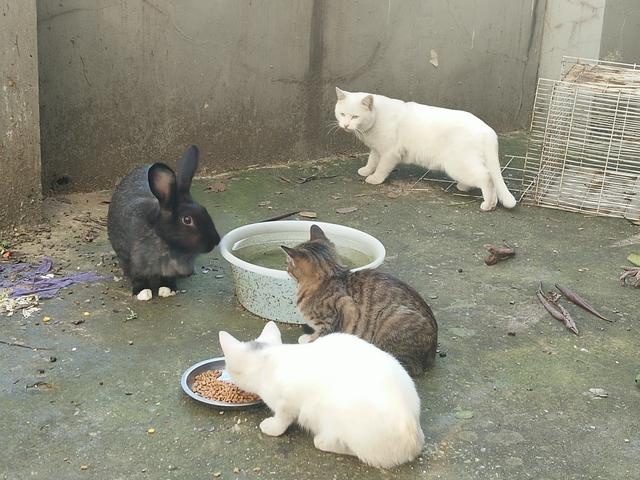 猫来了 喵 mp4:有没有谁喂过流浪猫？有何经历？ 喵来了给五只猫绝育的全部视频