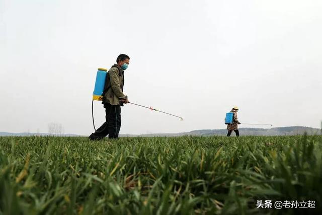 麦田多花黑麦草怎么防除:哪种小麦除草剂的效果好价格底？