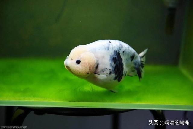 兰寿金鱼怎么养:兰寿金鱼怎么养?兰寿金鱼的饲养方法与技巧？