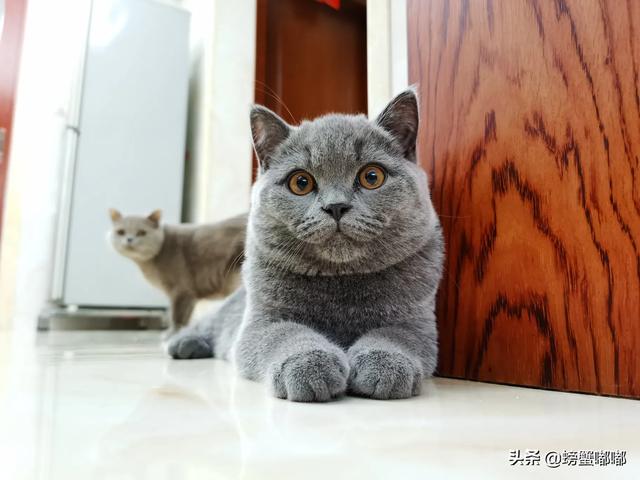 买猫别墅好还是猫爬架:猫猫需要猫爬架和猫窝吗？有什么推荐的吗？