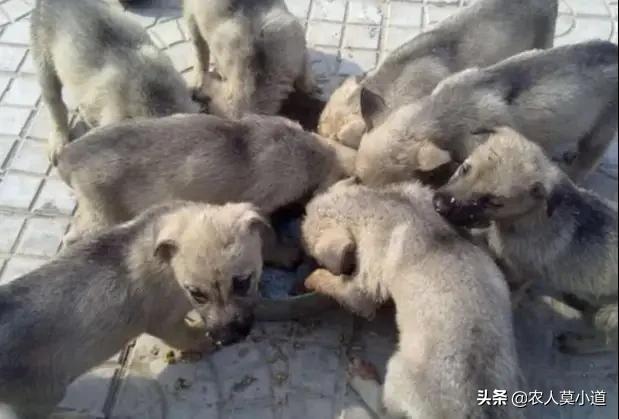 肉狗养殖可行性报告全文:肉狗养殖可行性报告 想了解一下在农村肉狗的养殖技术，怎么样才能通过养肉狗赚钱？