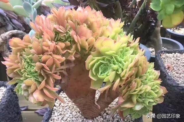 璇叶姬星美人怎么繁殖:多肉拼盘制作的要点是什么啊？