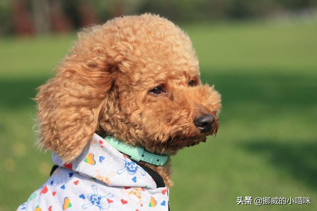 可卡幼犬流眼泪:狗狗为什么总是爱流眼泪？