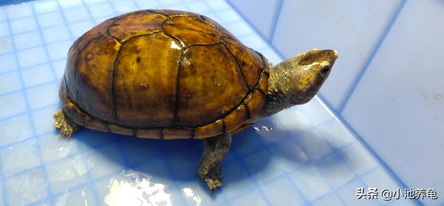 乌龟的种类与名称:所有龟类的寿命都很长吗？