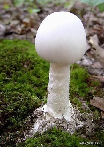 白色的圆圆的蘑菇叫什么?