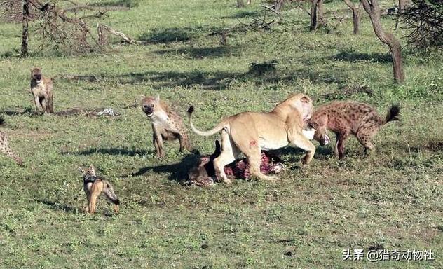 豺狗主要分布在什么地方，是鬣狗对狮子的危害大，还是豺和狼对老虎的危害大