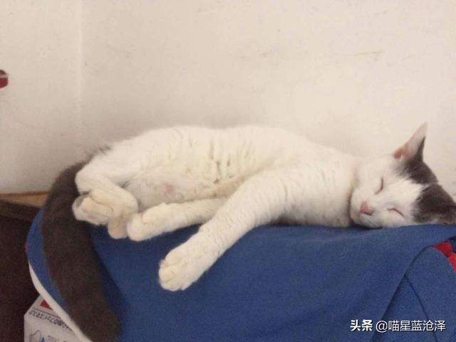 猫传染性腹膜炎:猫传染性腹膜炎的症状 猫白蛋白低腹水，不能吃什么￼？注意什么？