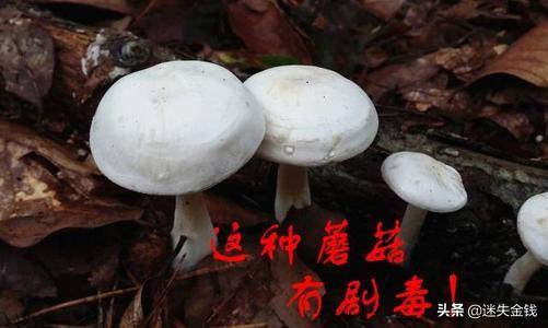 如何辨别有毒的蘑菇，野生蘑菇里面放蒜就真能辨别蘑菇是否有毒么