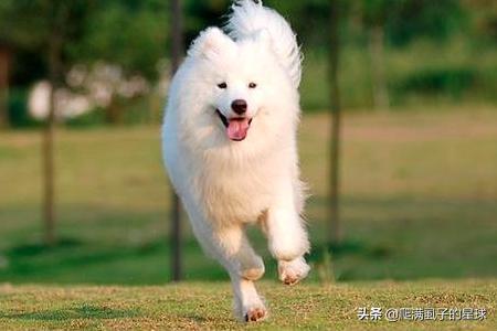 萨摩犬:萨摩耶有什么优点和缺点？