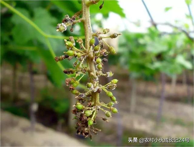 蓝宝石葡萄种植方法:有没有懂蓝宝石和阳光玫瑰这两种葡萄种植的朋友？有何分享？