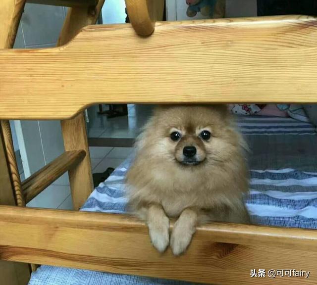 小型宠物犬种类图片:中小型犬有哪些，比较典型的宠物犬？