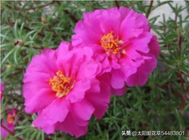 太阳花种子几天能发芽,夏天种太阳花要注意什么？