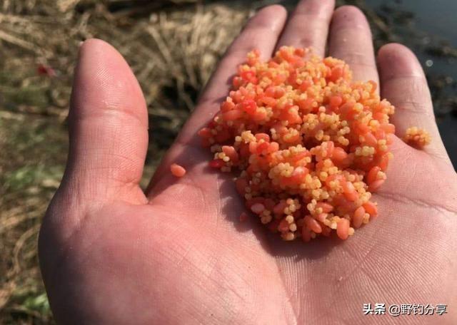 野钓胡子鱼的饵料:钓大罗非鱼的化氏饵料要怎么搭配才好？