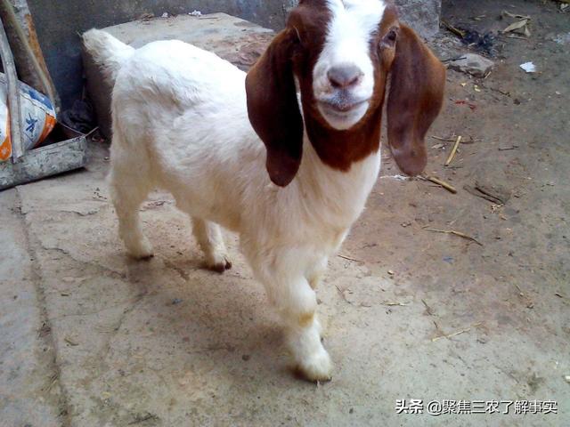 瓦莱黑鼻羊中国:养殖波尔山羊好还是养杜波好？