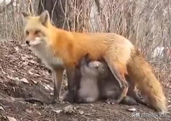 树懒和考拉的区别2:树懒为什么非要吃毒树叶？