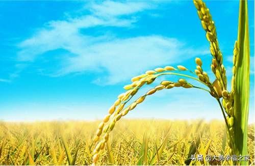 头条问答 世界上的农业大国和农业强国分别是谁 3个回答