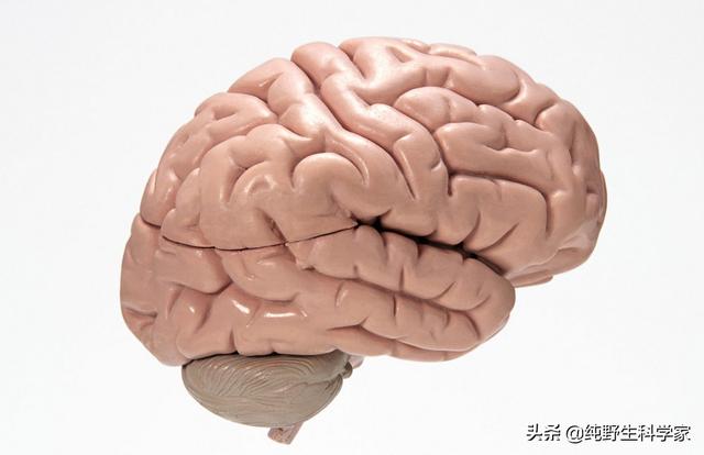 长翅膀的猫咪竟然真实存在:人类发现“天使”和“精灵”的化石，难道长翅膀的人真的存在？