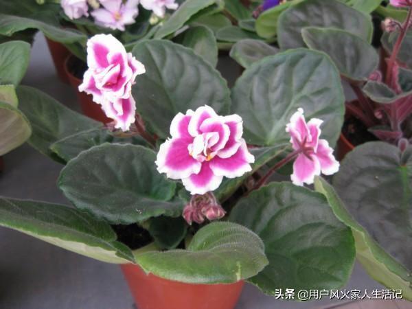 非洲堇养殖方法:非洲堇落叶的原因有哪些，该怎么办？