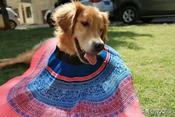 我拉拉布拉多犬和金毛的区别:为什么有人说“国外养拉布拉多的人比养金毛的多”？