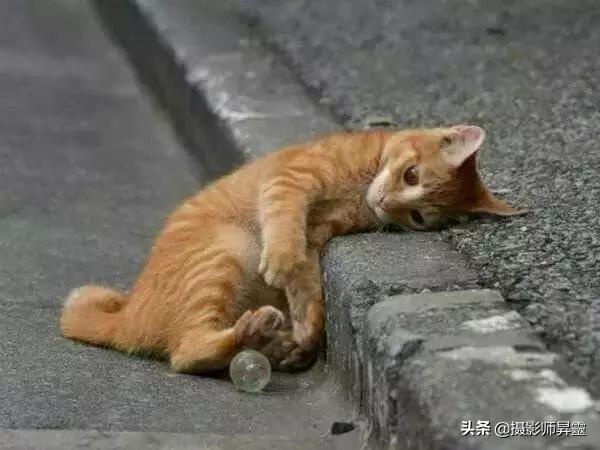 西宁哪有领养猫的:领养流浪猫有哪些流程和注意事项？