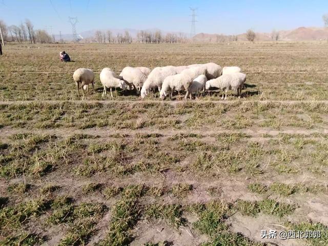 羊能吃动物性饲料么:喂羊有哪些含钙和磷较高的食物？