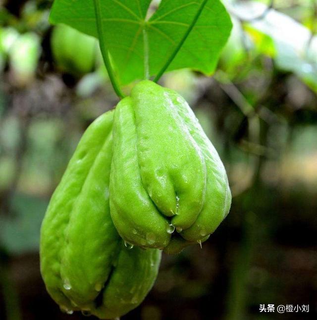 佛手瓜发芽了还能吃吗，佛手瓜发芽了怎么种植才好呢？