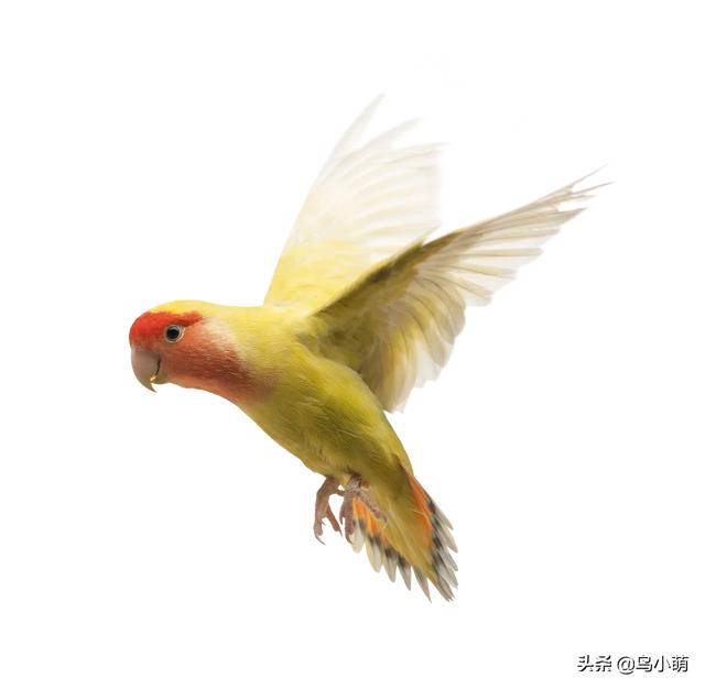 长尾鹦鹉雏鸟病:鹦鹉常见病有哪些，吃什么药？ 卡罗莱纳长尾鹦鹉