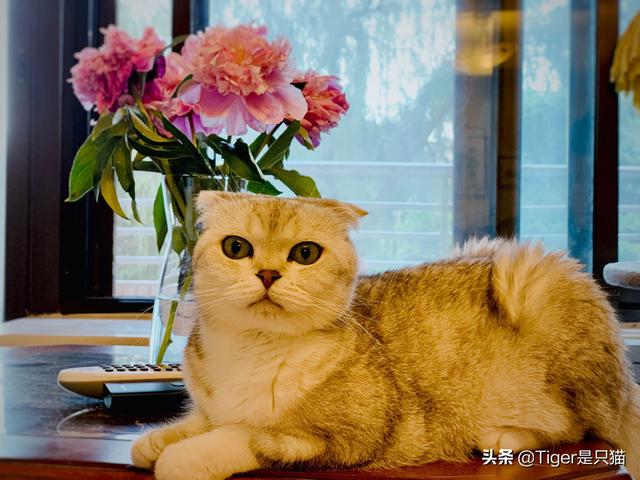 三亚苏格兰折耳猫价格:折耳猫一只多少钱，好养吗？