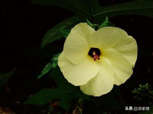 黄蜀葵花怎么吃:黄蜀葵花的药用价值与应用？