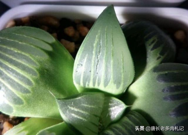 条纹十二卷 是芦荟吗:十二卷跟芦荟一样吗 淘米水可以直接用来浇芦荟吗？