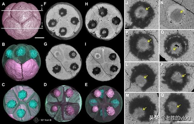 昆虫标本制作方法:生物细胞标本制作方法是什么？
