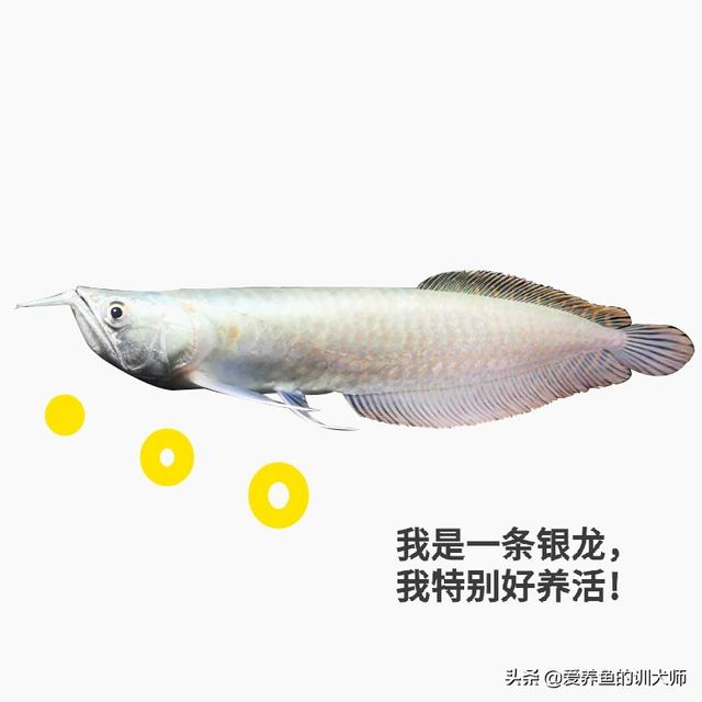 银龙鱼的饲养与观赏:养银龙鱼需要什么样的水？