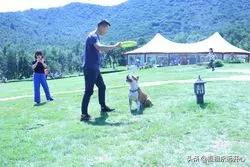 求北京金毛犬舍推荐:有没有可靠的犬舍可以推荐的呀？求推荐？