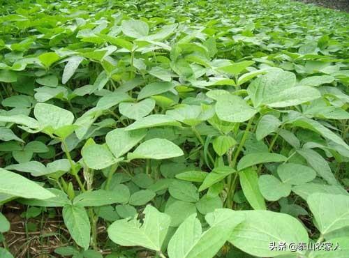 德国bunny草本兔粮官网:种植黄豆为什么底肥不能施得太多了，难道黄豆喜欢贫瘠之地？