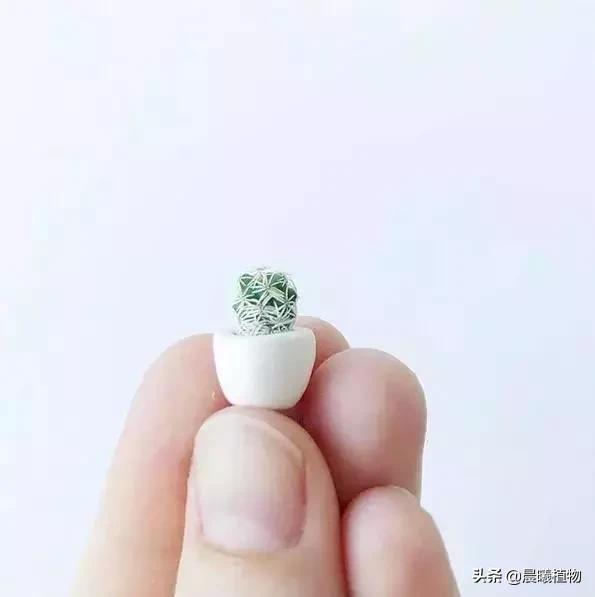 用超级拇指盆控养的多肉是什么样子的？