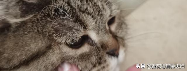 短毛波斯猫流黄眼泪:猫总是有眼泪，眼角黄黄的，是怎么回事？