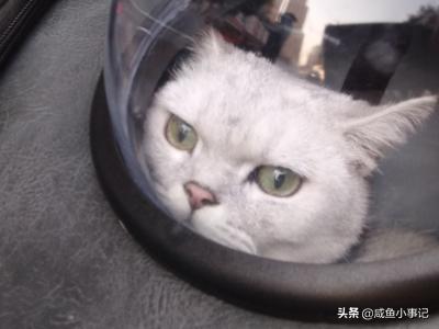 猫咪尿频:猫咪尿频吃什么药 猫咪会因为不开心尿频吗？猫咪尿频是什么原因？