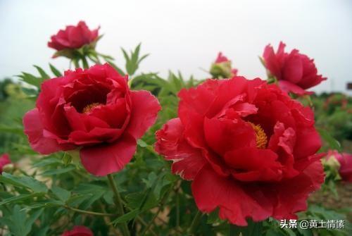 洛阳纸贵:“洛阳纸贵”说的是什么？和洛阳有什么关系？