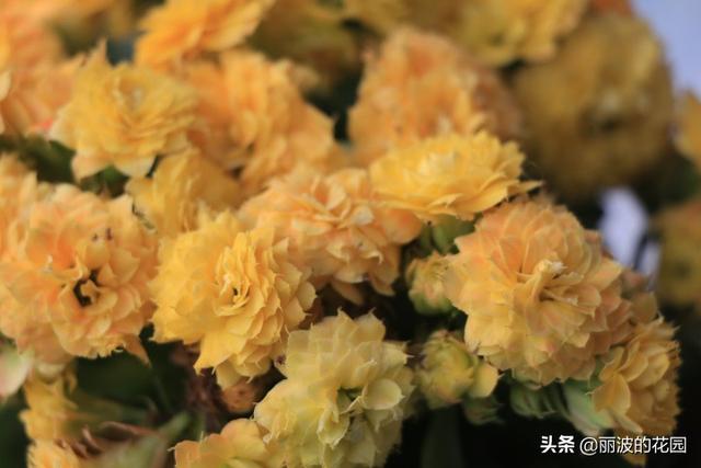 长寿花有毒吗:网上买的长寿花小苗叶子不是绿色的，嫩白嫩白，能养活吗？