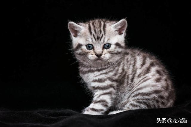 正规猫舍短腿猫:买猫买家庭繁殖的好还是猫舍的好？ 长腿猫和短腿猫打架