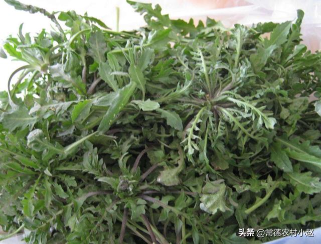 现在农村地里有什么野菜？