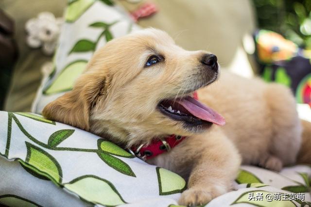 金毛犬的喂养:金毛犬三个不同阶段该怎么喂食？