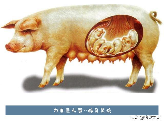 母猪116天了还不产仔羊水还没有流能打催产针吗