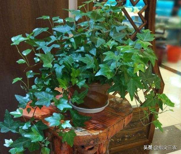 朵拉小游戏小狗种美丽鲜花:农村的俗语“花旺人不旺”有什么根据？