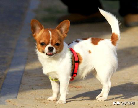 什么狗最护主人会拿命保护主人:狗狗在主人遇到危险的时候，为什么会拼命保护？