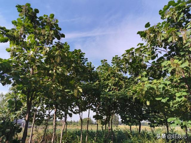 得抑郁症的人最怕什么:抑郁症为什么成为了全球继癌症后的第二大杀手
