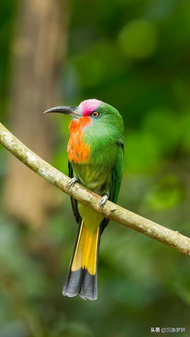 棕色配什么颜色比较搭？