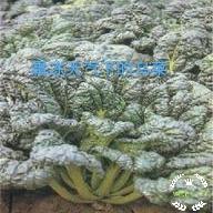 黑心菊什么时候播种比较好:乌菜是什么，怎么样种植，什么时候种植比较好？