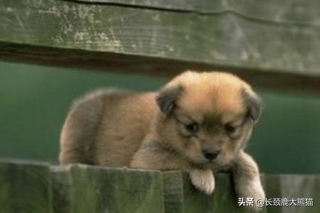 狗狗打喷嚏 流鼻涕:狗狗很活泼但是打喷嚏，狗狗老是打喷嚏哼鼻子？ 狗狗打喷嚏流鼻涕但是精神很好
