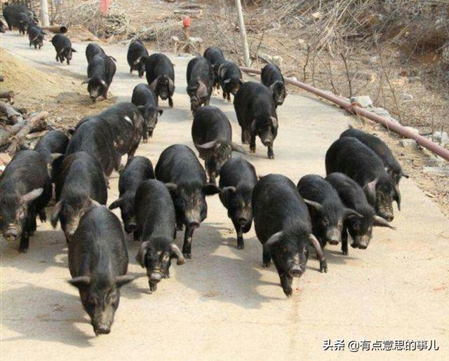 育民村香猪养殖场:在农村养殖香猪怎么样？需要什么技术？有市场前景吗？